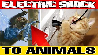 ANIMALS VS ELECTRIC CURRENT ELECTRIC SHOCKS TO ANIMALS 5