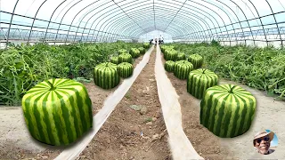 Why Japanese Square Watermelon Is So Expensive 🍉 - Inside Cube Watermelon Growing Processing