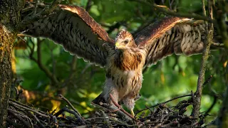 Nesting birds – Common buzzard chick learning to fly