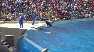 One Ocean (Full Show/HD) May 21, 2014 2pm - SeaWorld San Diego