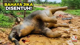 Buruan Cari Pertolongan Jika Lihat Bangkai Gajah! Hal Aneh yang Terjadi Pada Hewan Ketika Mati