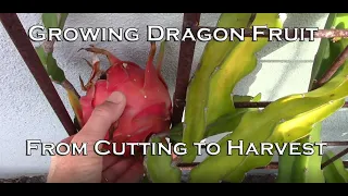 Growing Dragon Fruit - from Cutting to Harvest - A 3-Year Journey