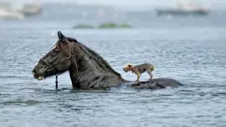 Animals That Saved Other Animals Lives!