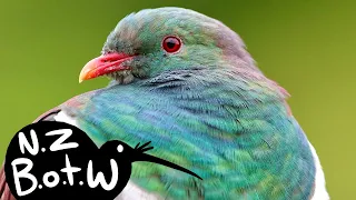 Kereru/New Zealand pigeon - New Zealand Bird of the Week