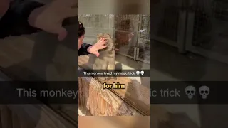 Watch the Monkey's Reaction ❤