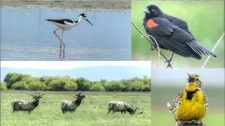 Merced and San Luis National Wildlife Refuges California - Birds, Wildlife and Relaxing Music