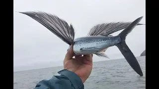 flying fish picked off from above and below | bbc planet earth