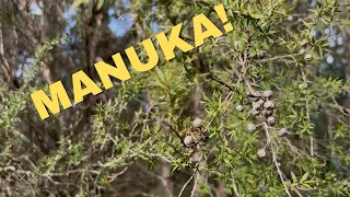 Plants of the Otway Forrest National Park  - Manuka Honey in Victoria - Aussiebeekeeping - 19-6/22