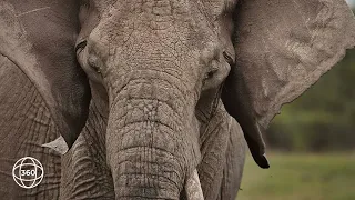 Elephants Eating Baobab Tree in Ruaha  | 360° Virtual Tour