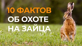 10 ФАКТОВ ПРО ОХОТУ НА ЗАЙЦА