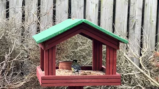 Spring birds in my garden