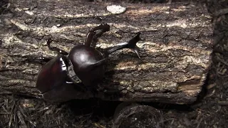 Japanese Rhino Beetle (male)  / カブトムシ