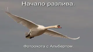 Фотоохота с Альбертом. Начало разлива.