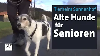 Hier finden alte Hunde und Senioren zusammen | Abendschau | BR24