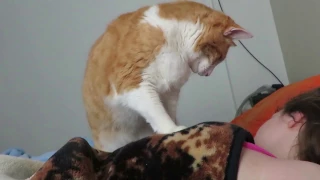 How My Cat Wakes Me Up Every Morning!