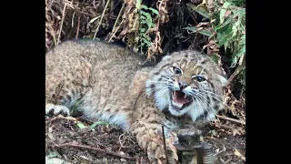 Catch n Cook: Bobcat