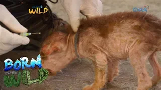 Born to be Wild: Free veterinary mission in Calayan Island