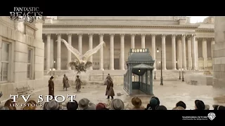 Fantastic Beasts And Where To Find Them ['Live Stock' TV Spot in HD (1080p)]