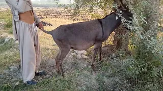 Excellent samll amazingShakar man with his donkey.2020