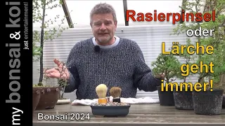 Bonsai 2024-19 -  Rasierpinsel oder Lärchen gehen immer!