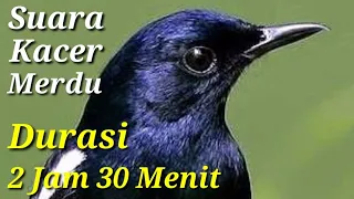 Suara Merdu Burung Kacer Mantap Untuk Isian Durasi 2 Jam 30 Menit.