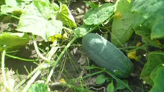 Вирощування огірків у відкритому грунті