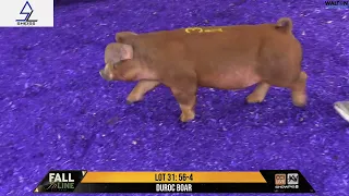 LOT 31 56-4 - Fall In Line Pig Sale - April 26, 2024