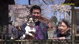 【2019- 0406】山梨県北杜市武川町　山高神代桜