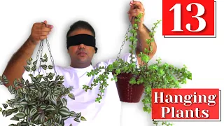 13 Best Hanging Plants जो कटिंग से 7,8 दिन मे उग जाते है