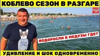 Коблево 2021 Разгар сезона / Смотрим: море, водоросли, медуз, кукурузу и прочие ништяки 24.07.21