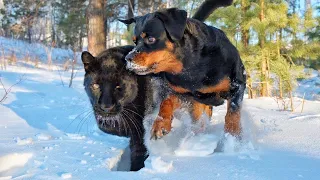 We walk through the snowdrifts and hunt birds with Luna the panther and Rottweiler Venza🐈‍⬛🐶🐦