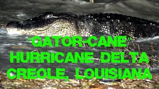 GATOR-CANE - CAT 2 Hurricane Delta Landfall Creole, Louisiana October 9, 2020