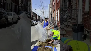 How I got a Free Street Tree in Philadelphia!