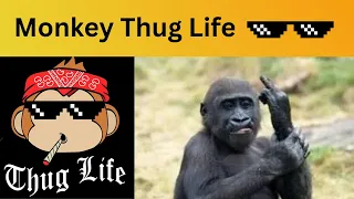 Funny Monkey Video | Thug Life | #shorts #funny #funnyvideo #monkey #thuglife