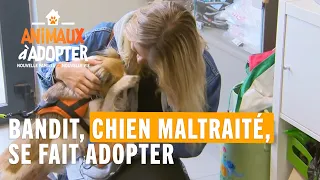 Bandit, chien maltraité, se fait adopter - Animaux à Adopter