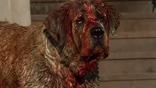 Cujo - Movie Review