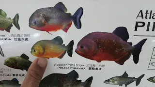 Giới thiệu Piranha dòng nuôi bầy - Pygocentrus Piranha