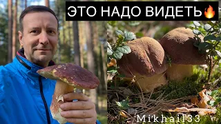 НАШЕСТВИЕ СКАЗОЧНЫХ БОРОВИКОВ ПРОДОЛЖАЕТСЯ!!! ОНИ ВЕЗДЕ!!! ГРИБНИК В ШОКЕ ОТ УВИДЕННОГО!грибы 2023