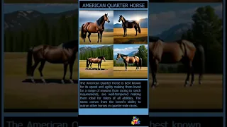 American Quarter Horse: Super Speed! - Animal Adventure Ave.
