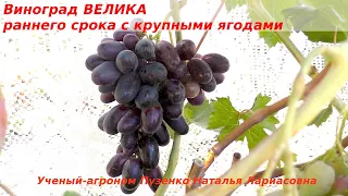 Виноград ВЕЛИКА- ранний срок созревания, крупные ягоды, приятный вкус (Пузенко Наталья Лариасовна)