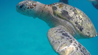 Redang Island / Pulau redang Snorkelling with sea turtle!