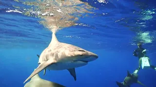 Bull Sharks off Jupiter, FL with Florida Shark Divers.