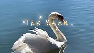 The Swan