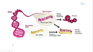 MicroRNA biogenesis, functions and role in diseases : Molecular Microbiology Tutorials