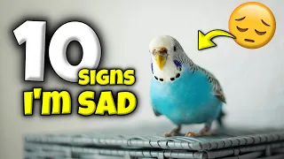 All 10 Signs Your Bird is Secretly Sad