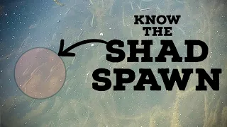 How To Recognize & Catch MORE BASS During The SHAD SPAWN!!  (Including Key Baits!)