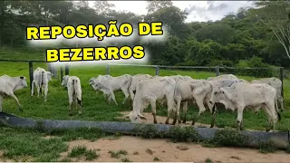 🛑🛑VEJA O VALOR , COMPRA DE BEZERROS