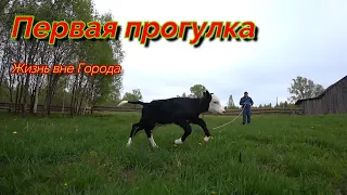 Первая в ЖИЗНИ прогулка Теленка