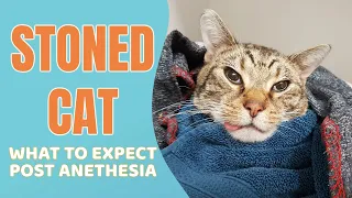 What to expect when your cat is recovering from anesthesia