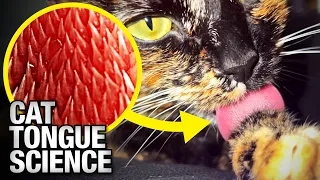 Cat Tongues Are Evolutionary Marvels